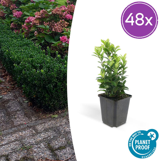 48x Euonymus japonicus 'Green Spire' - ↕10-25cm - Ø9cm - Pflanzfix24
