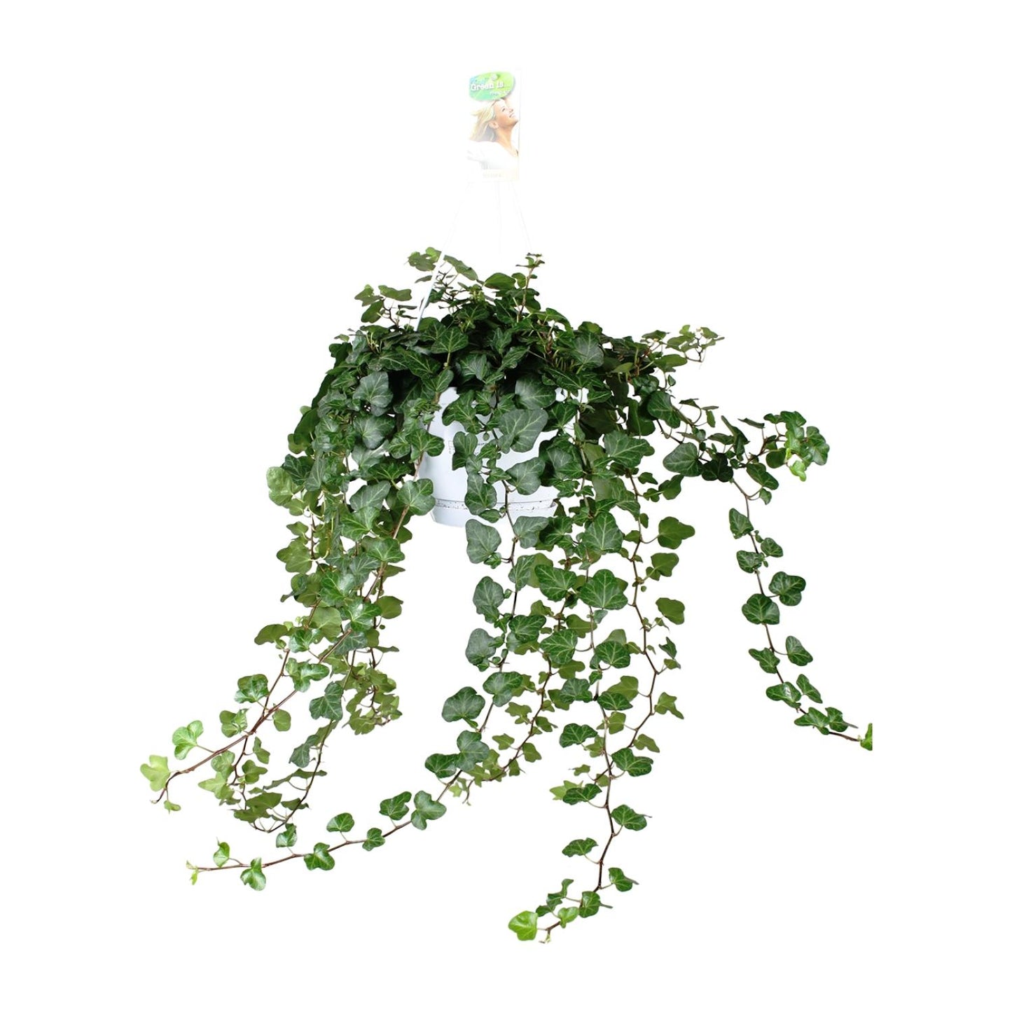 Hedera Wonder Green - Ø24cm - ↕70cm - Ø17 - ↨70cm - Pflanzfix24.de - Pflanzfix24.de