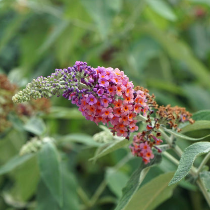 Pflanzfix24.de - Schmetterlingsbush Buddleja davidii Flower Power - 3 Pflanzen - Orange Lila - Topf 17cm - Pflanzfix24.de