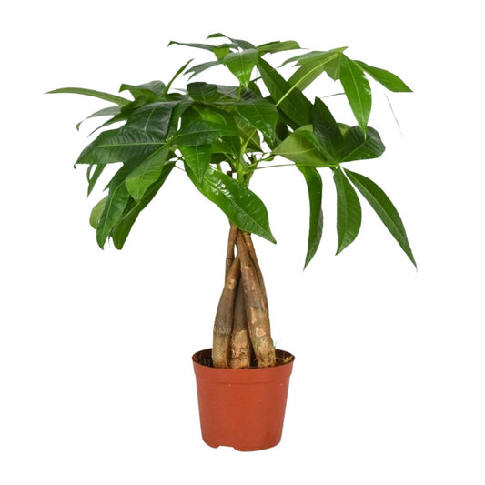 Pachira Aquatica Ø12cm | Zimmerpflanze bei Pflanzfix24.de - Pflanzfix24.de