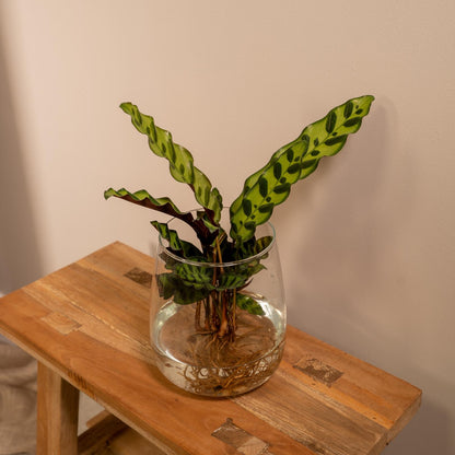 Calathea Insignis in Kingston Glas - Ø12cm - Pflanzfix24.de - Pflanzfix24.de