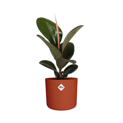 Ficus Elastica ‘Robusta’ in ELHO b.for soft rond 14cm brique - Pflanzfix24