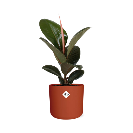 Ficus Elastica ‘Robusta’ in ELHO b.for soft rond 14cm brique - Pflanzfix24