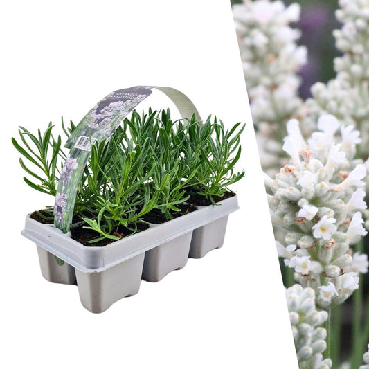 6er Pack Lavendel angustifolia weiß - pflanzfix24