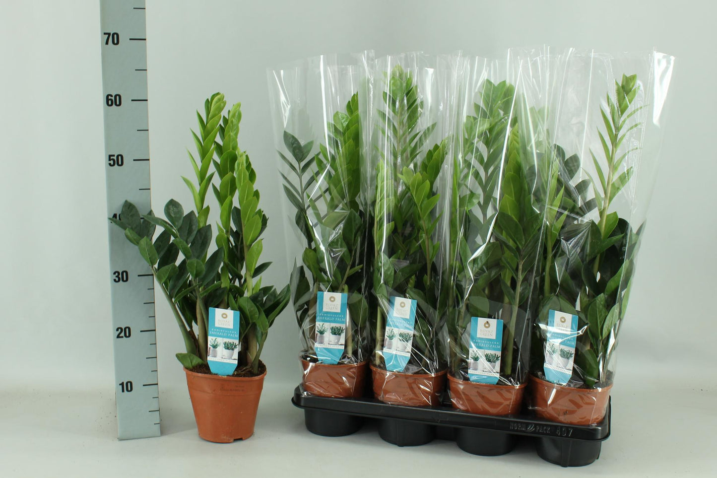 Zamioculcas 65 cm im Topf - Grünpflanze von Pflanzfix24