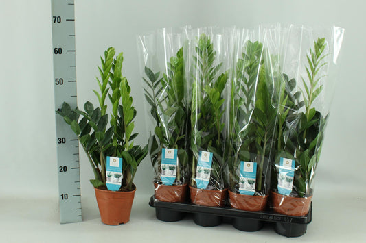 Zamioculcas 65 cm im Topf - Grünpflanze von Pflanzfix24