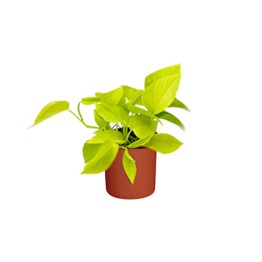 Epipremnum Pinnatum ‘Golden Pothos’ in ELHO b.for soft rond 14cm brique - Pflanzfix24