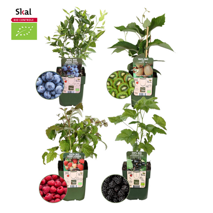 Sommerfruchten BIO Obstpflanzen Mix - 4 Sorten - pflanzfix24