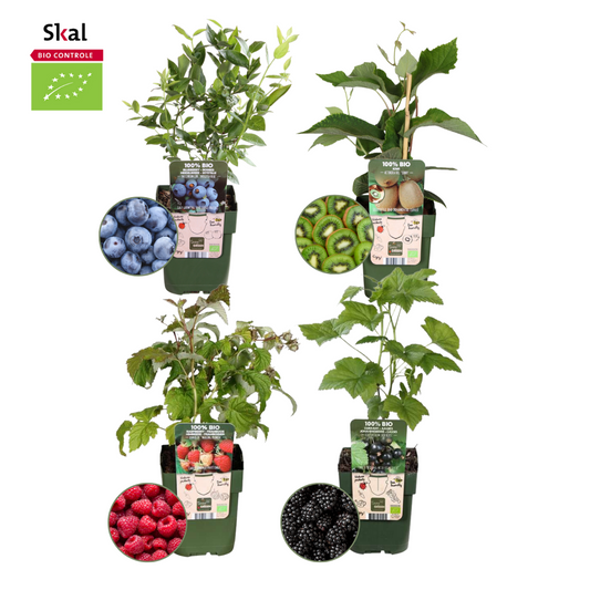 Sommerfruchten BIO Obstpflanzen Mix - 4 Sorten - pflanzfix24