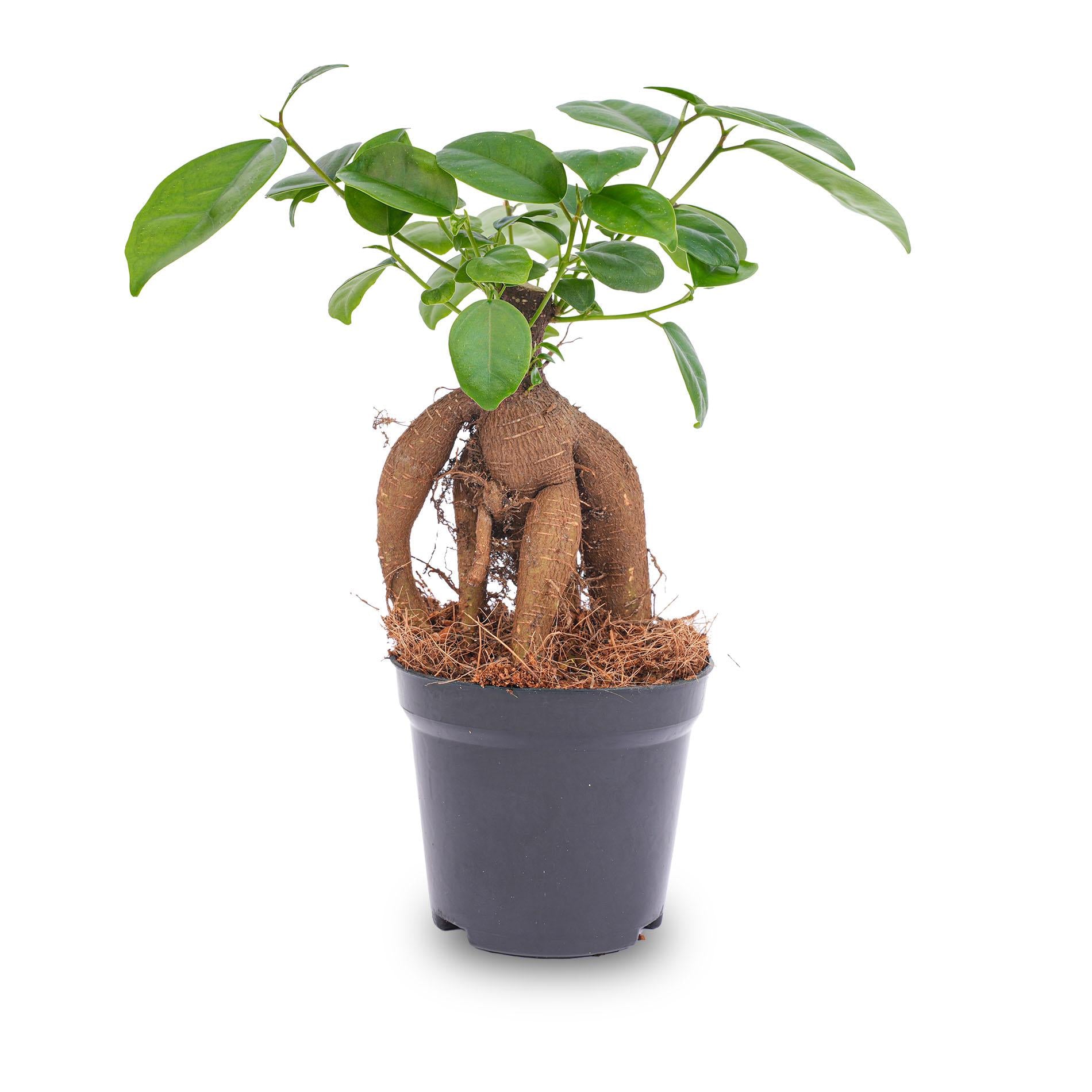 Ficus microcarpa ginseng bonsai - Potmaat 9 bei Pflanzfix24.de - Pflanzfix24.de