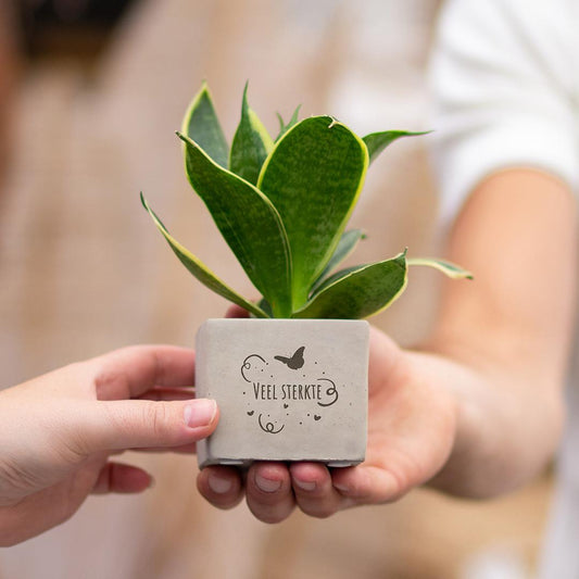 Congreet plantpots + Sansevieria | Veel sterkte - Pflanzfix24.de - Pflanzfix24.de