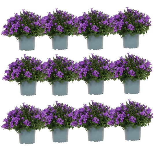 Campanula Addenda - Glockenblume lila Topfgröße 12cm - 1m2 Bodendecker - 12 Stück - Ambella lila - Gartenpflanzen - winterhart - Pflanzfix24.de - Pflanzfix24.de