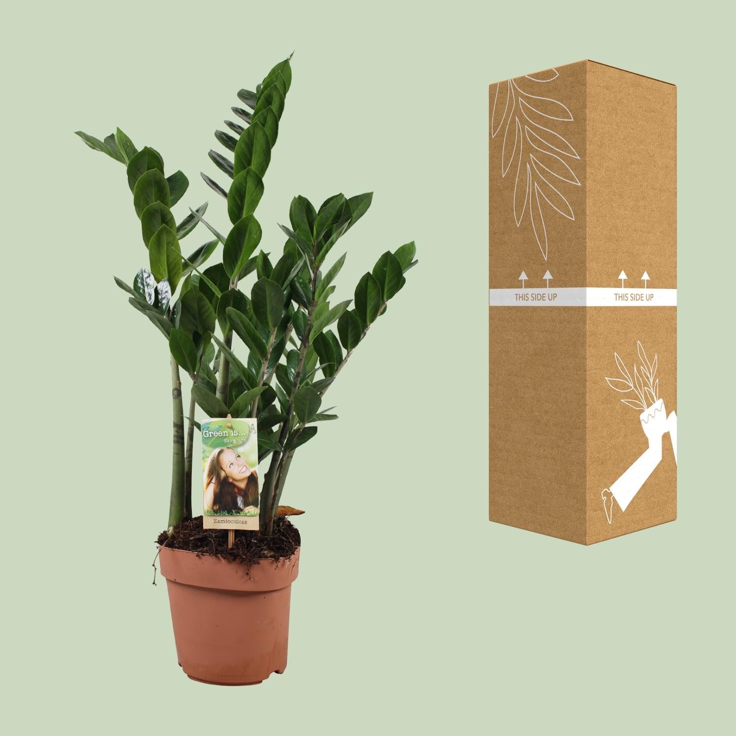 Zamioculcas Ø17cm, 70cm – Pflegeleichte ZZ-Pflanze | Pflanzfix24.de - Pflanzfix24.de