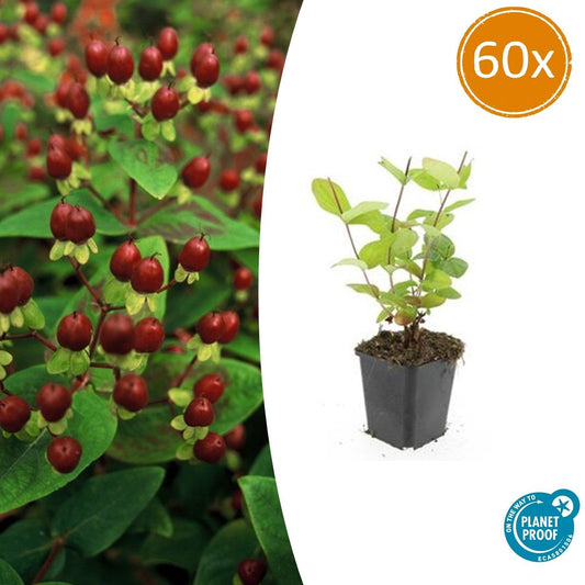 60x Hypericum inodorum 'Beauty' - ↕10-25cm - Ø9cm - Pflanzfix24.de - Pflanzfix24.de