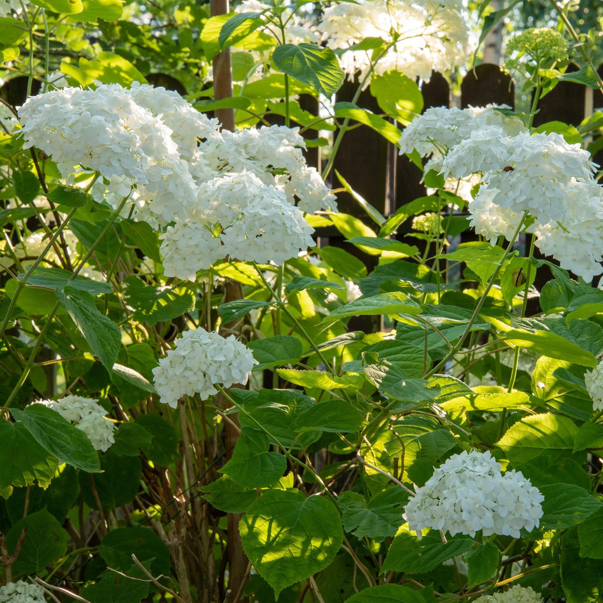 GreenboutiQ - Rispenhortensie - Hydrangea arborescens Annabelle - Blüte Weiß - 3 Pflanzen - 1 m2 - Laubabwerfend - Große Blüten - Topf 17cm Höhe 50cm - Pflanzfix24.de
