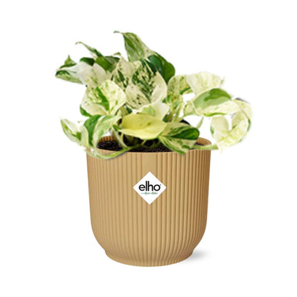 Epipremnum Pinnatum Happy Leaf in ELHO Vibes Fold 14cm geel - Pflanzfix24