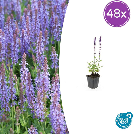 48x Salvia nem. 'Caradonna' - ↕10-25cm - Ø9cm - Pflanzfix24