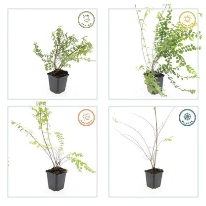 6x Symphoricarpos ch. 'Hancock' - ↕10-25cm - Ø9cm - pflanzfix24