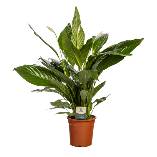 Spathiphyllum 'Sweet Lauretta' ASP - Ø19cm - ↕75cm - Pflanzfix24