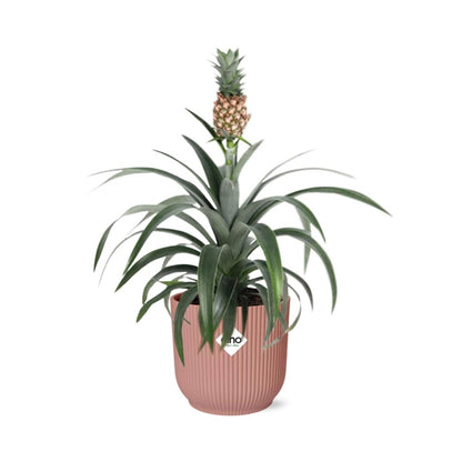 Ananas Mi Amigo Zimmerpflanze 14cm im ELHO Vibes Fold Topf | Pflanzfix24