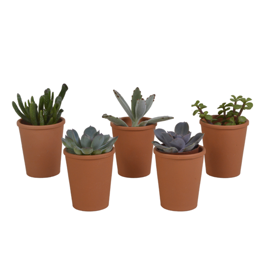 Vetplanten-Mischung 5x Sukkulenten 5,5 cm Terrakottatopf | Pflanzfix24.de - Pflanzfix24.de