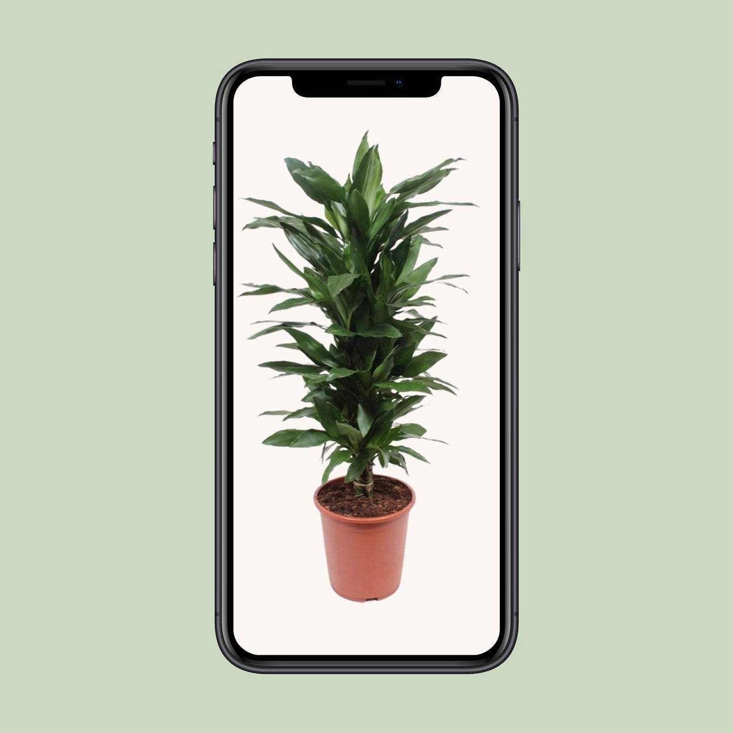 Dracaena Janet Lind - Ø27cm - ↕110cm - Pflanzfix24