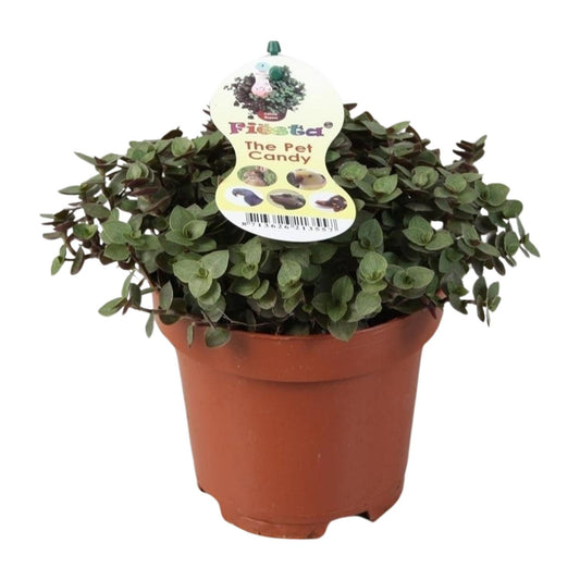 Calissia Repens - Ø12cm - ↕17cm von Pflanzfix24.de - Pflanzfix24.de