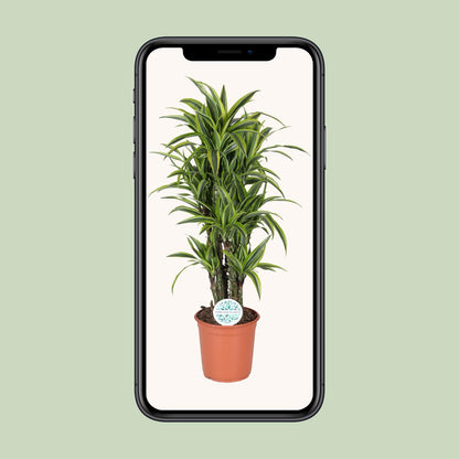 Dracaena Deremensis Lemon Lime - Ø24cm - ↕120cm - Pflanzfix24