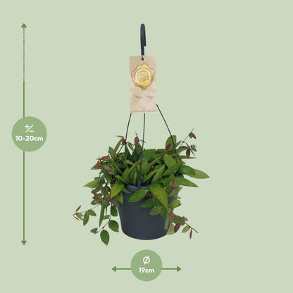 Hoya Gracilix - Ø19cm - ↕20cm - Pflanzfix24