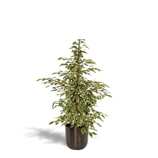Ficus Benjamina Twilight - Ø21cm - ↕95cm + Topf Mayk Lead - Pflanzfix24