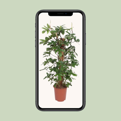Philodendron Pedatum - Ø27cm - ↕130cm - Pflanzfix24.de - Pflanzfix24.de