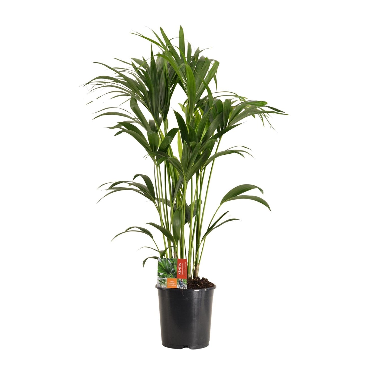 Kentia-Palme - Howea Forsteriana - Ø24cm - ↕120cm - pflanzfix24