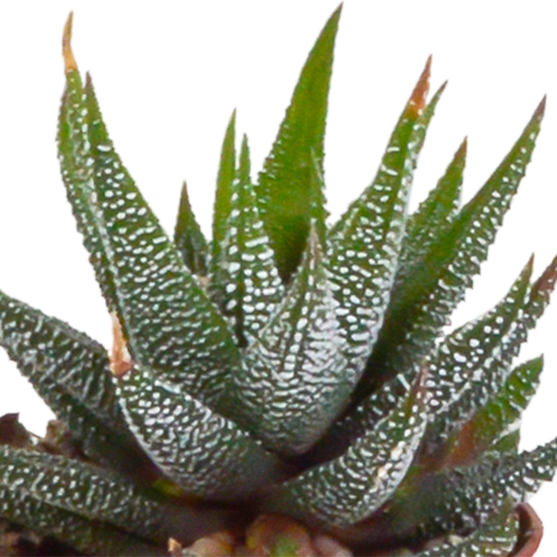 Gasteria/Haworthia-Mischung 5,5cm - 5x - Mexicaanse pot - Pflanzfix24.de - Pflanzfix24.de