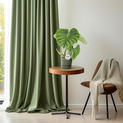 Philodendron Plowmanii Ø15cm, 50cm hoch – Zimmerpflanze | Pflanzfix24