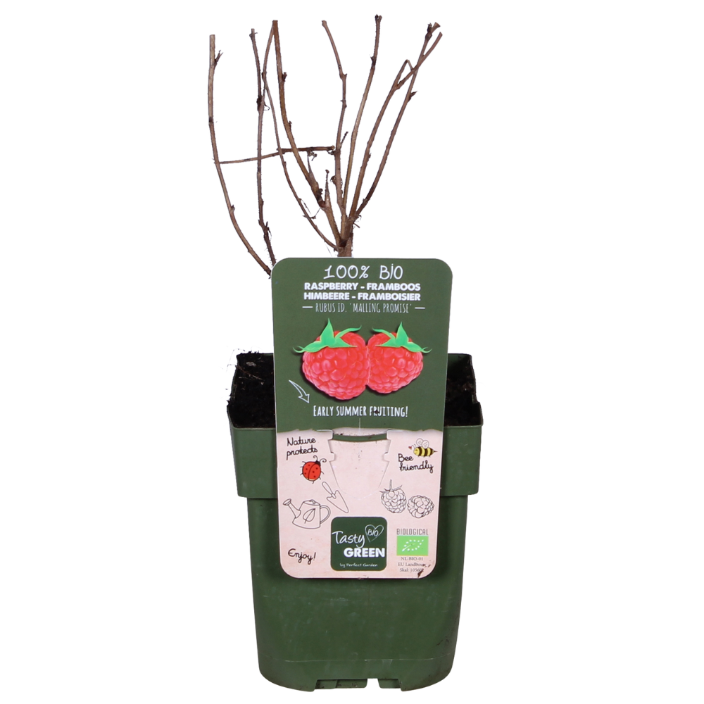 Rubus idaeus 'Malling Promise' - pflanzfix24