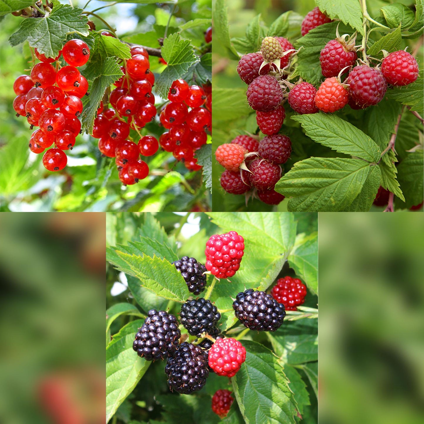 Pflanzfix24 - Obstpflanzenmix - Rote Johannisbeere, Rote Himbeere, Schwarze Brombeere - 3 Pflanzen - Topf 11cm Höhe 40cm