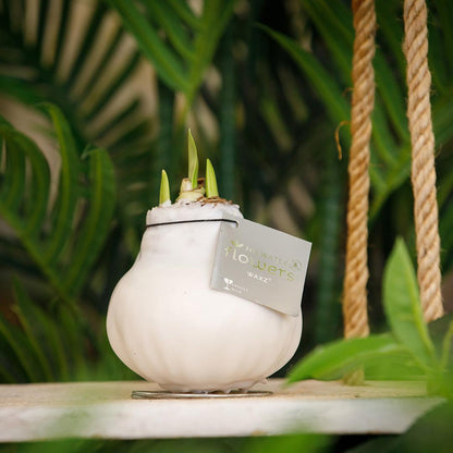 No Water Flowers® (wax amaryllis) | Waxz® Colours White (3er Pack) + Weiße Blume - Pflanzfix24