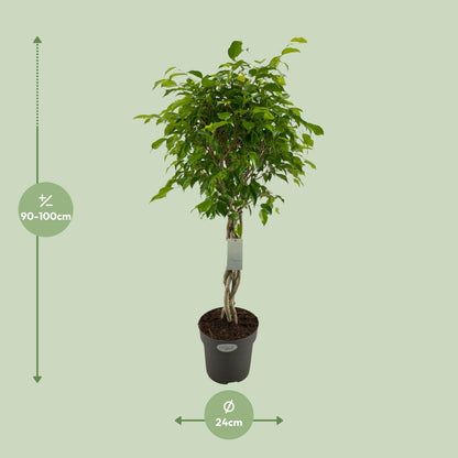 Ficus Benjamina Exotica Geflechtstamm - Ø24cm - ↕100cm - Pflanzfix24