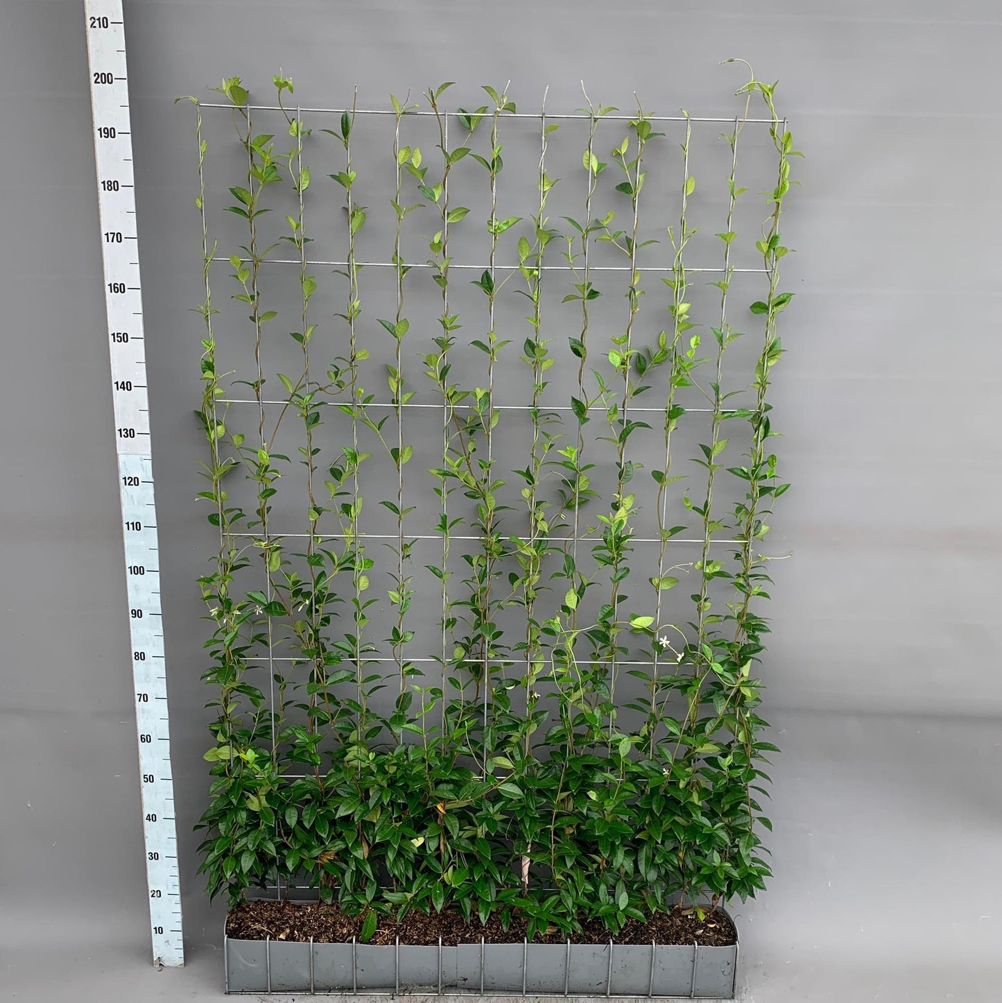 Trachelospermum Sternjasmin Fertighecke 120x180 cm - Pflanzfix24