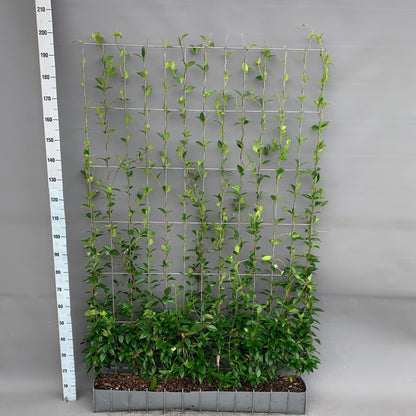 Trachelospermum Sternjasmin Fertighecke 120x180 cm - Pflanzfix24