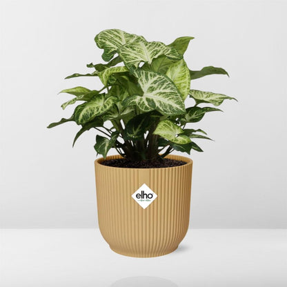 Syngonium Arrow in ELHO Vibes Fold 14cm geel - Pflanzfix24