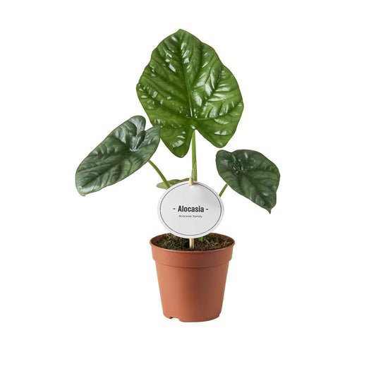 Alocasia Lukiwan - Ø12cm - ↕20cm bei Pflanzfix24.de - Pflanzfix24.de