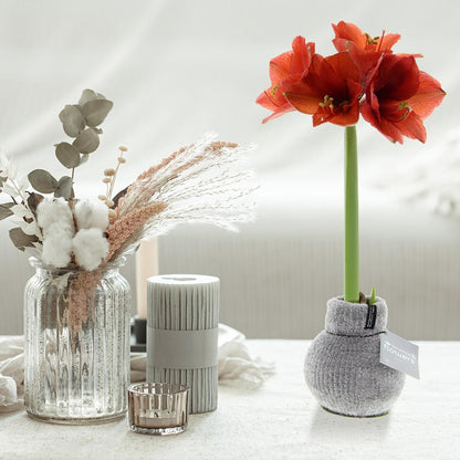 No Water Flowers® (wax amaryllis) Fashionz Cozy Fluffy Mix (3 pack) + Red flower - Pflanzfix24