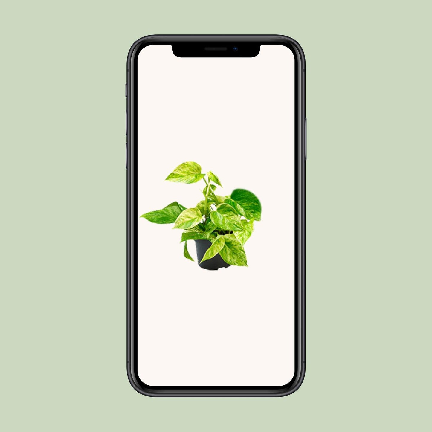 Epipremnum Marble Queen - Scindapsus - Ø15cm - Pflanzfix24.de - Pflanzfix24.de