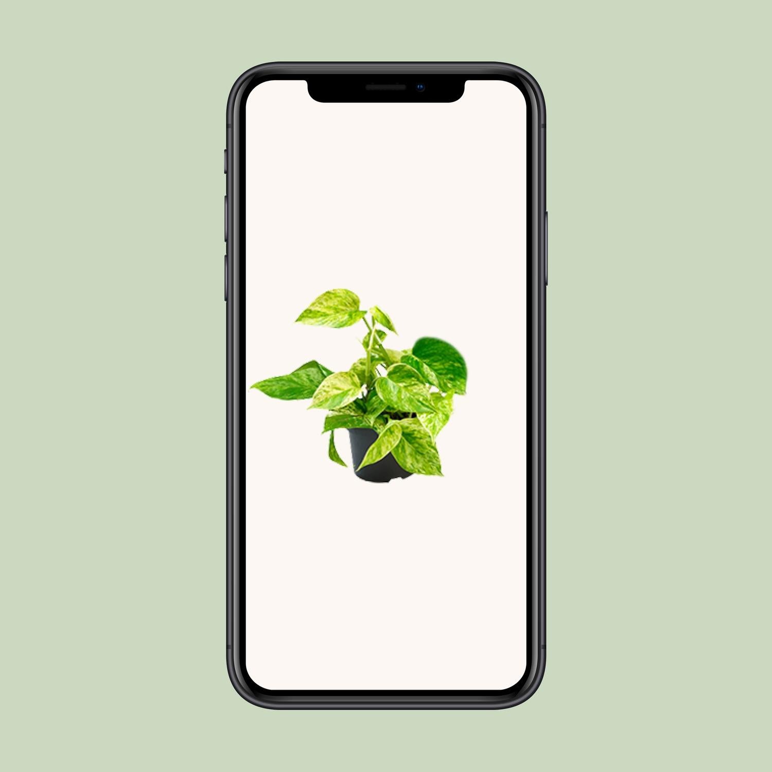 Epipremnum Marble Queen - Scindapsus - Ø15cm - Pflanzfix24.de - Pflanzfix24.de