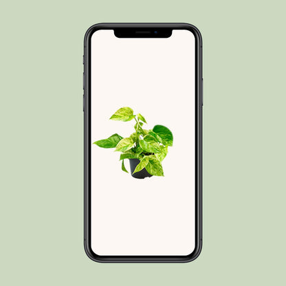 Epipremnum Marble Queen - Scindapsus - Ø15cm - Pflanzfix24.de - Pflanzfix24.de