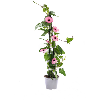 4x Thunbergia alata Sunny Susy Rose Sensation Ø13 cm - Pflanzfix24.de - Pflanzfix24.de