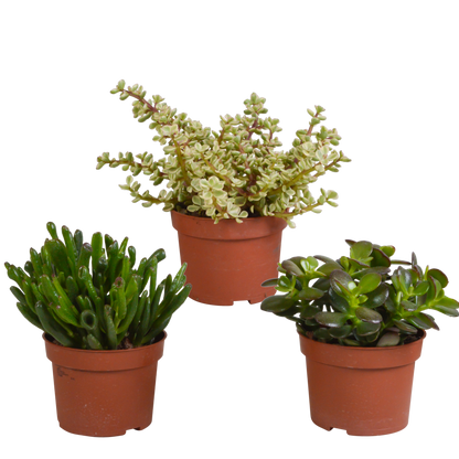 Crassula-Mischung 10,5 cm - 3x - zonder pot - Pflanzfix24.de - Pflanzfix24.de