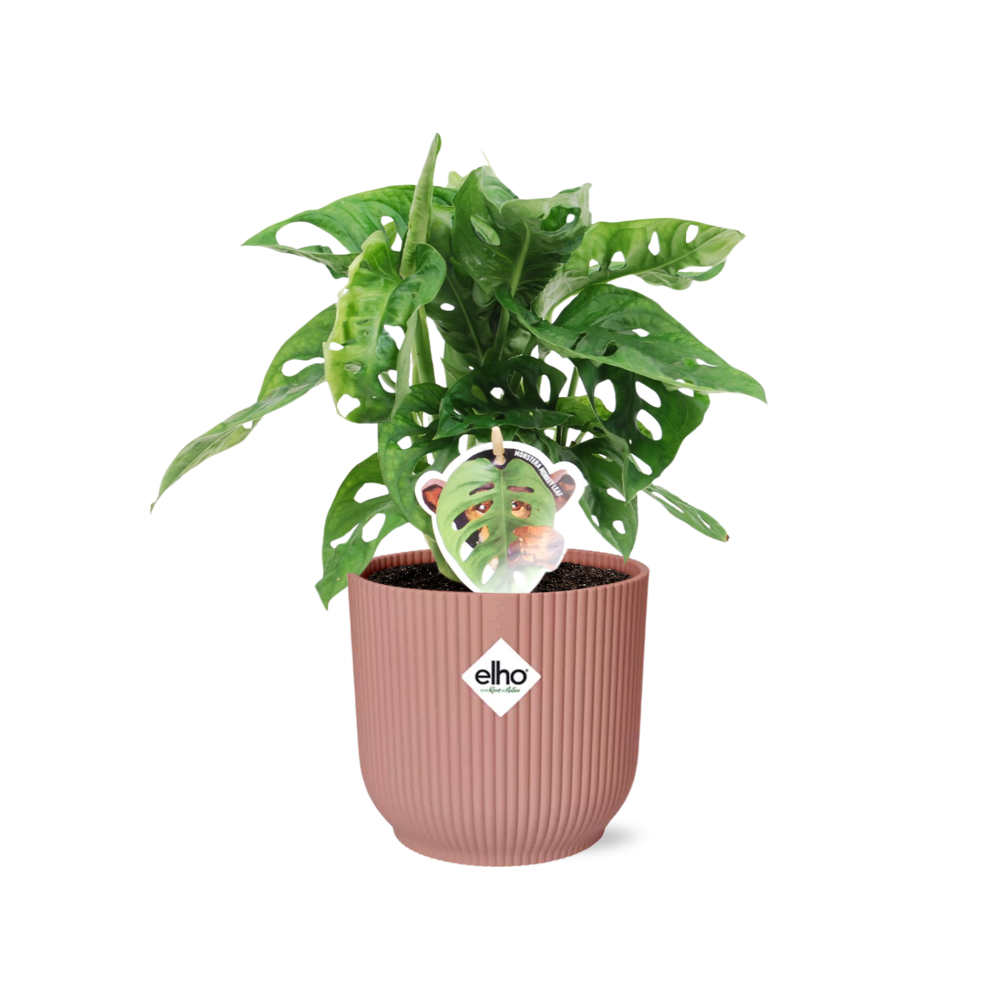 Monstera ‚Monkey Leaf‘ im ELHO Fold 14cm Topf rosa | Pflanzfix24