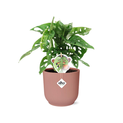 Monstera ‚Monkey Leaf‘ im ELHO Fold 14cm Topf rosa | Pflanzfix24